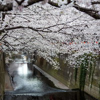 目黒川の両岸に隙間なく連なる桜の木のピンクの壁の写真