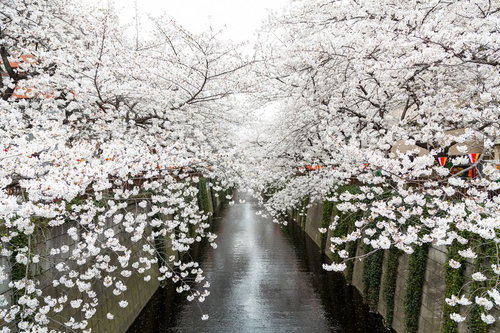 目黒川沿いにずらりと連なる満開の桜並木の春風景
