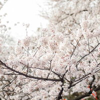 観桜会の会場に広がる満開のソメイヨシノと花見客の写真