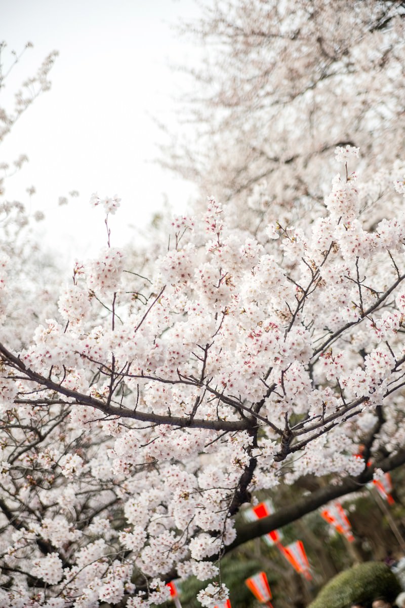 観桜会の満開の桜と花見客