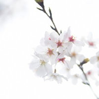 春の桜の花が咲く枝の写真