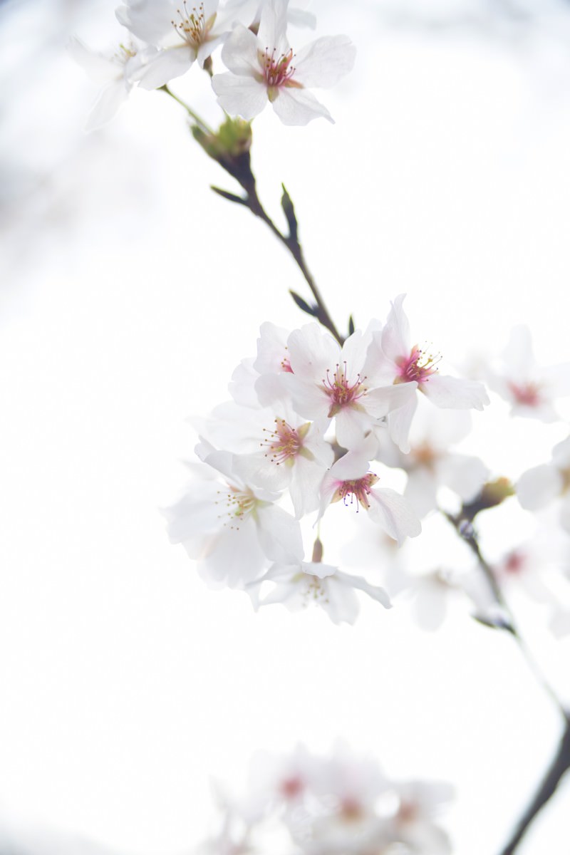 春の桜の花が咲く枝
