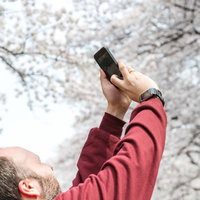 日本の春らしい薄ピンクの桜が枝に咲く風景の写真