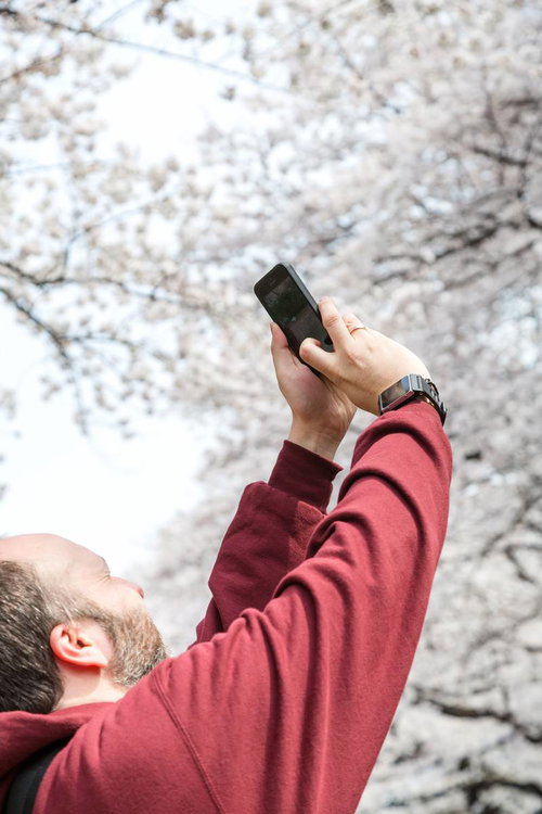 日本の春らしい薄ピンクの桜が枝に咲く風景