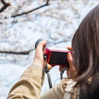 ミラーレスカメラを構えて満開の桜を撮影する女性の横姿の写真