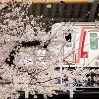 東横線の高架と線路の横に咲く桜の木が並ぶ春の鉄道風景の写真