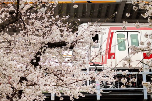 東横線の高架と線路の横に咲く桜の木が並ぶ春の鉄道風景