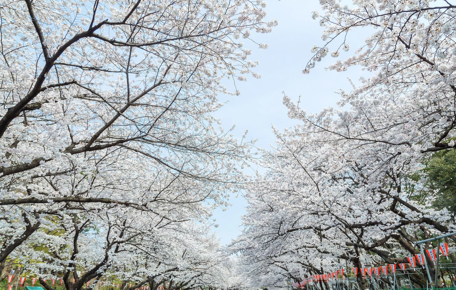 空を覆う上野恩賜公園の桜