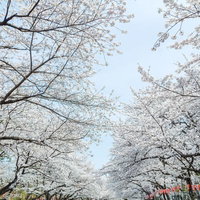 見上げると空を覆うほどの上野恩賜公園の満開の桜の写真
