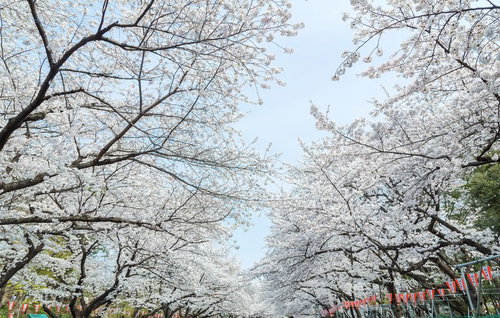 見上げると空を覆うほどの上野恩賜公園の満開の桜