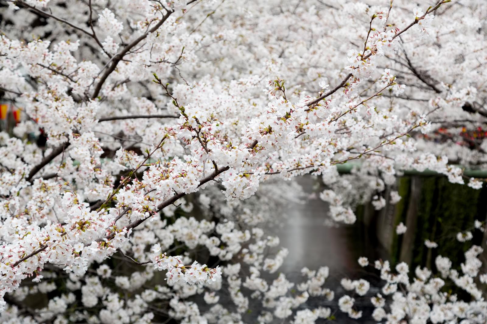 8部咲きの桜の枝