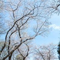 青空を背景にピンクの花びらが広がる桜の枝の見上げの写真