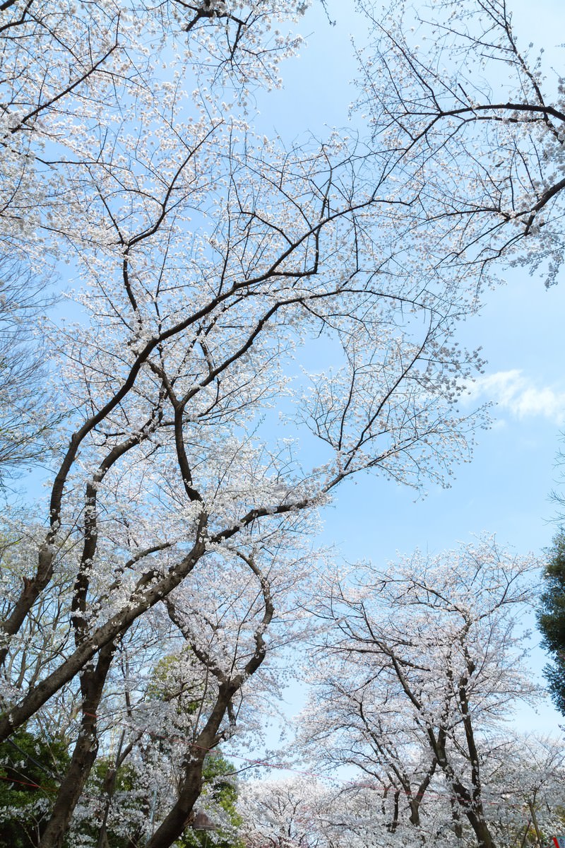 青空に映えるピンクの桜