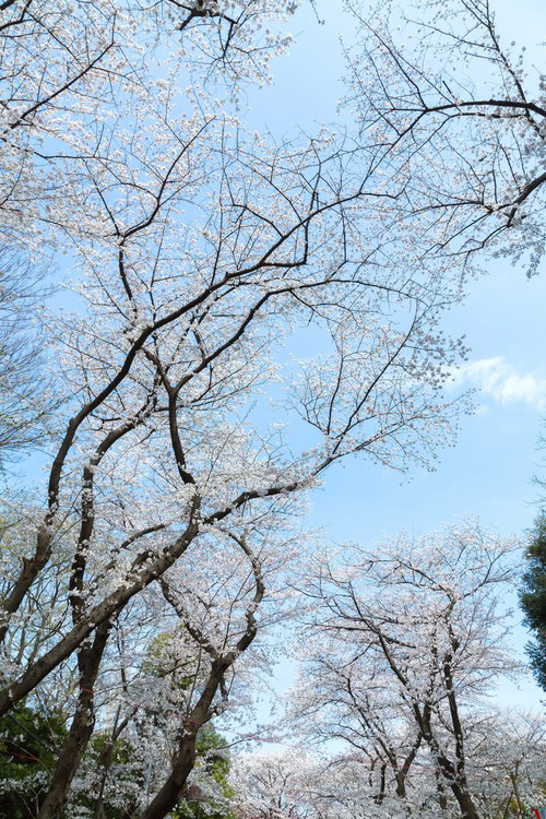 青空を背景にピンクの花びらが広がる桜の枝の見上げ