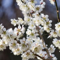 赤やピンクの梅が満開に咲き誇る梅園の風景の写真