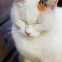 公園のベンチの上で前足を丸めてうとうと居眠りする猫の写真