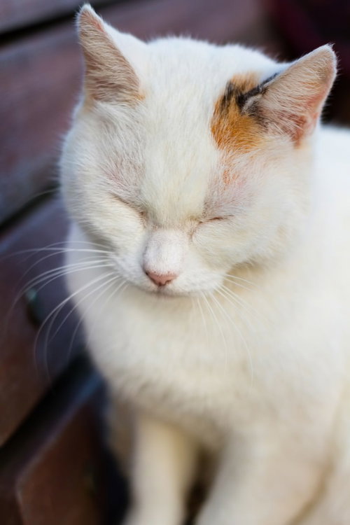 公園のベンチの上で前足を丸めてうとうと居眠りする猫