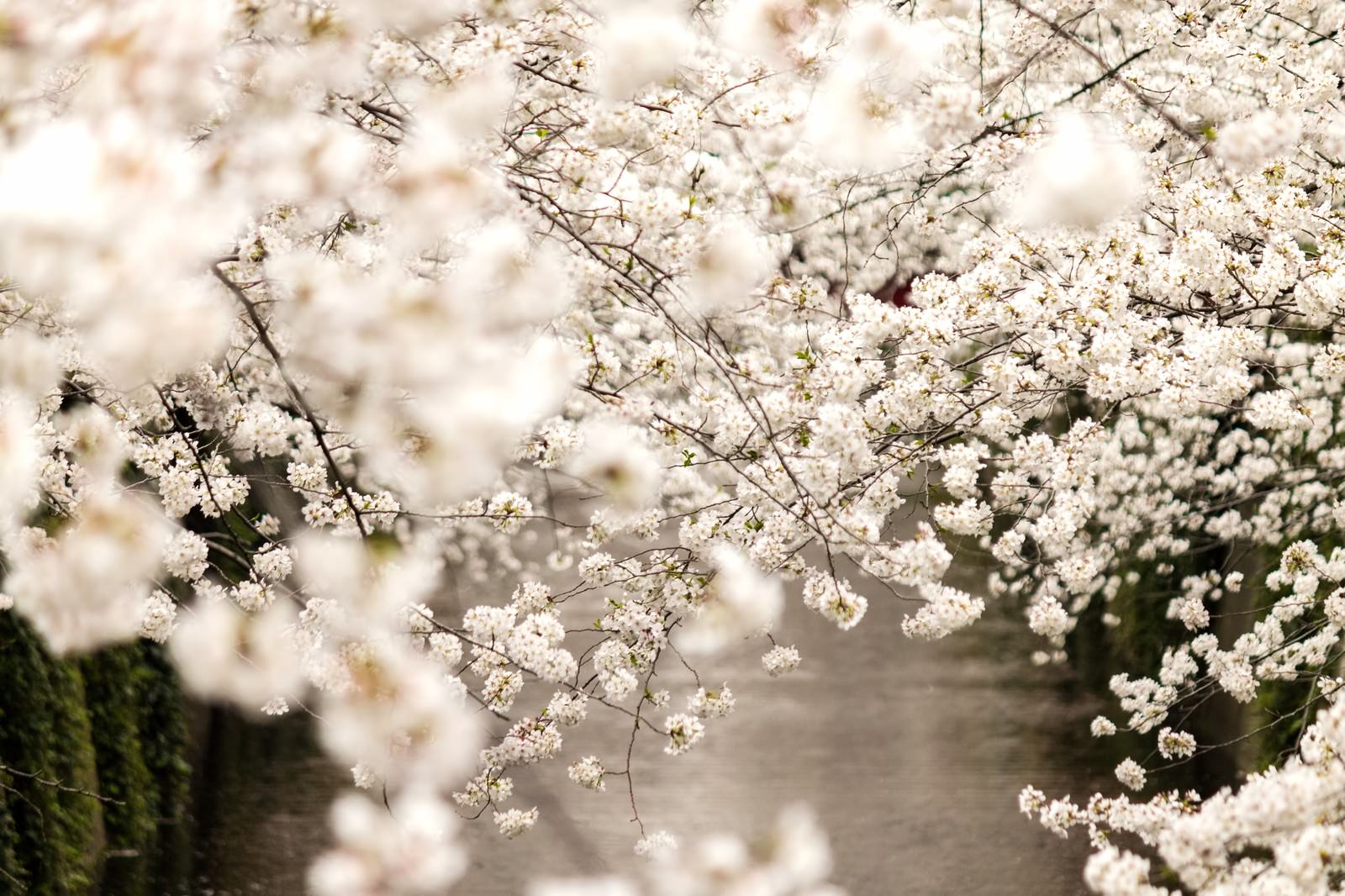 ピンクに染まる春の桜満開
