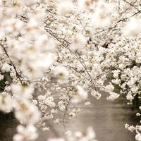 青空の下にピンク一色に染まった春の桜満開の風景の写真