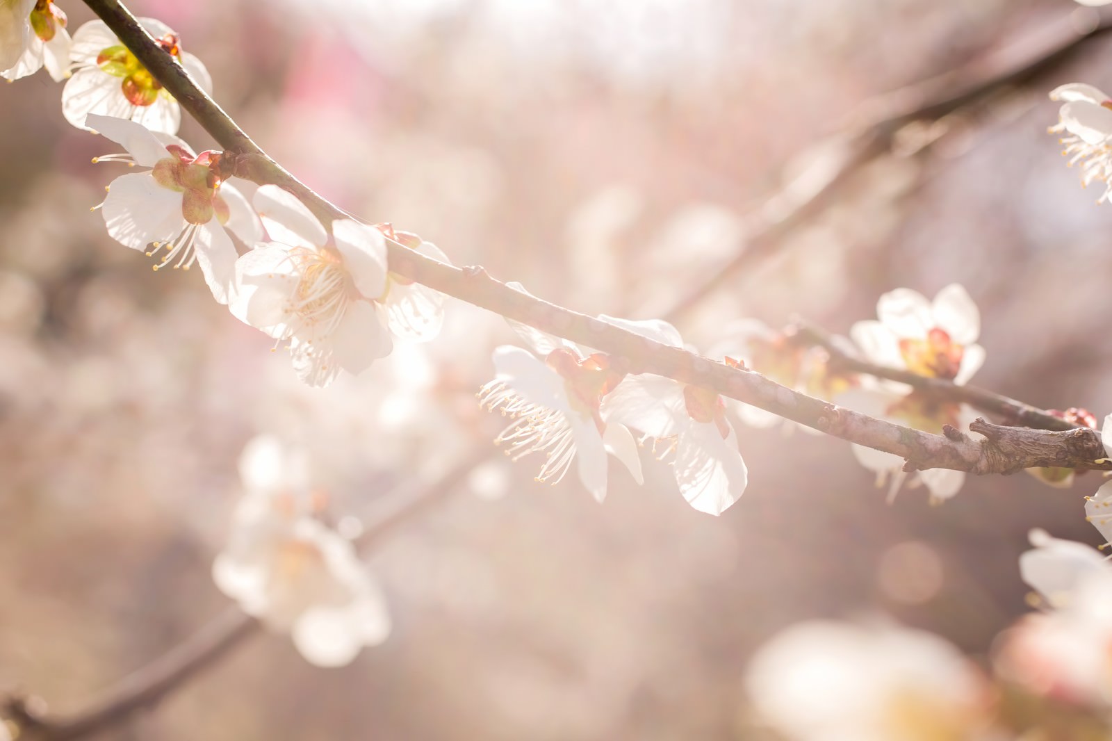 暖かい日差しに咲く梅の花