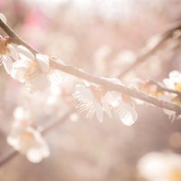 柔らかい暖かな日差しに照らされて咲く白とピンクの梅の花の写真