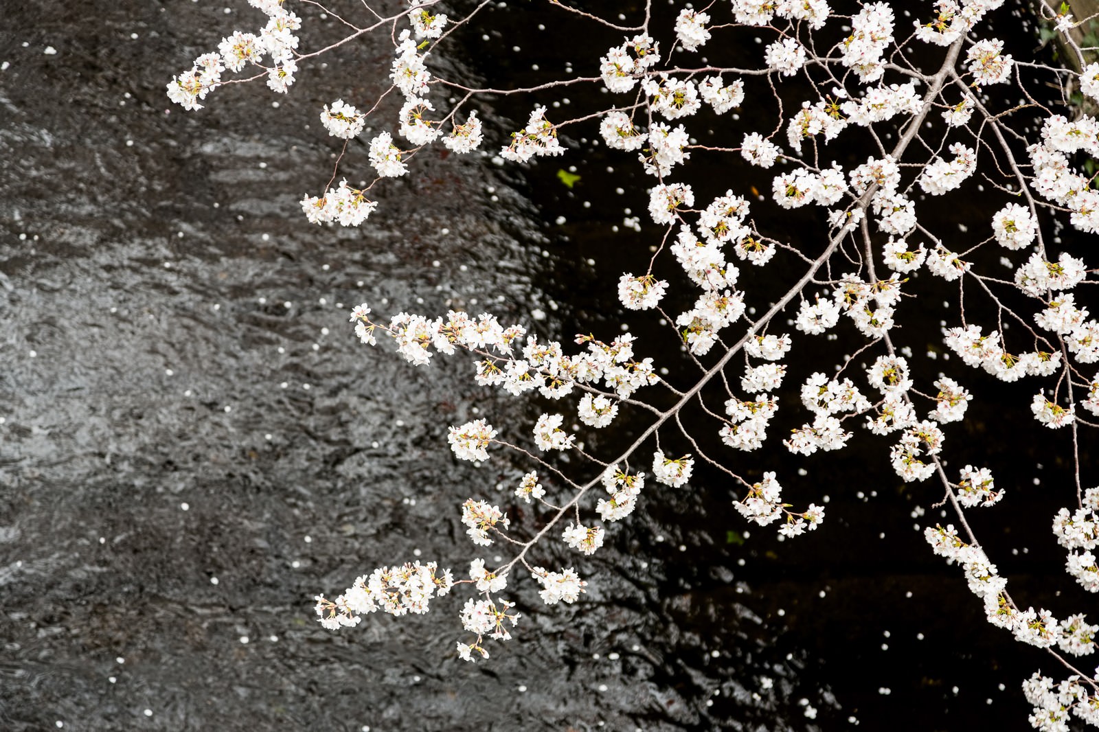 桜のトンネルの目黒川
