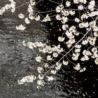両岸の桜がピンクのトンネルを作る目黒川の春景色の写真