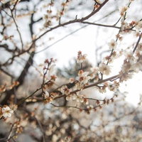 花びらが散り始めて葉が出始めた梅の木の移り変わりの写真