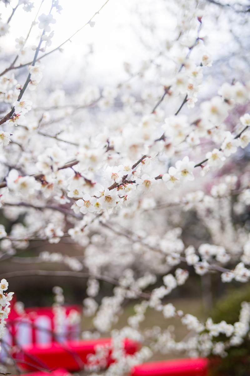 赤い毛氈の席と梅の花の観梅会