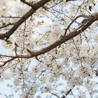 観桜会の会場に咲き誇る満開のしだれ桜の風景の写真