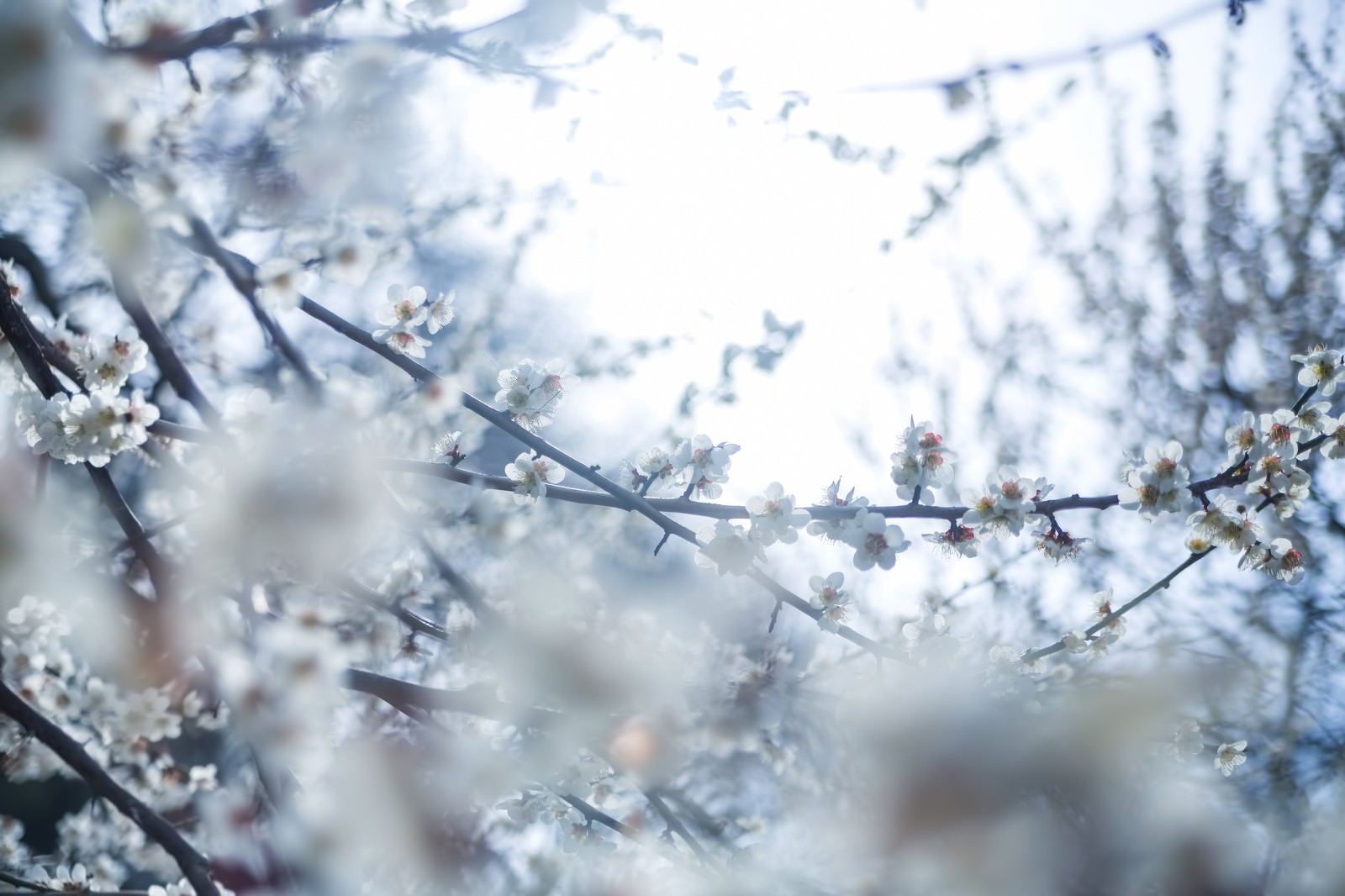 冷たい日差しに咲く白い梅の花