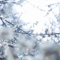冷たい冬の日差しの中で枝に咲く白い梅の花の写真