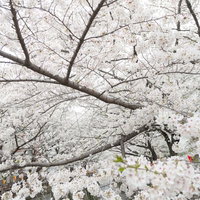 重なり合うように枝を広げるピンクの桜の木々の並びの写真