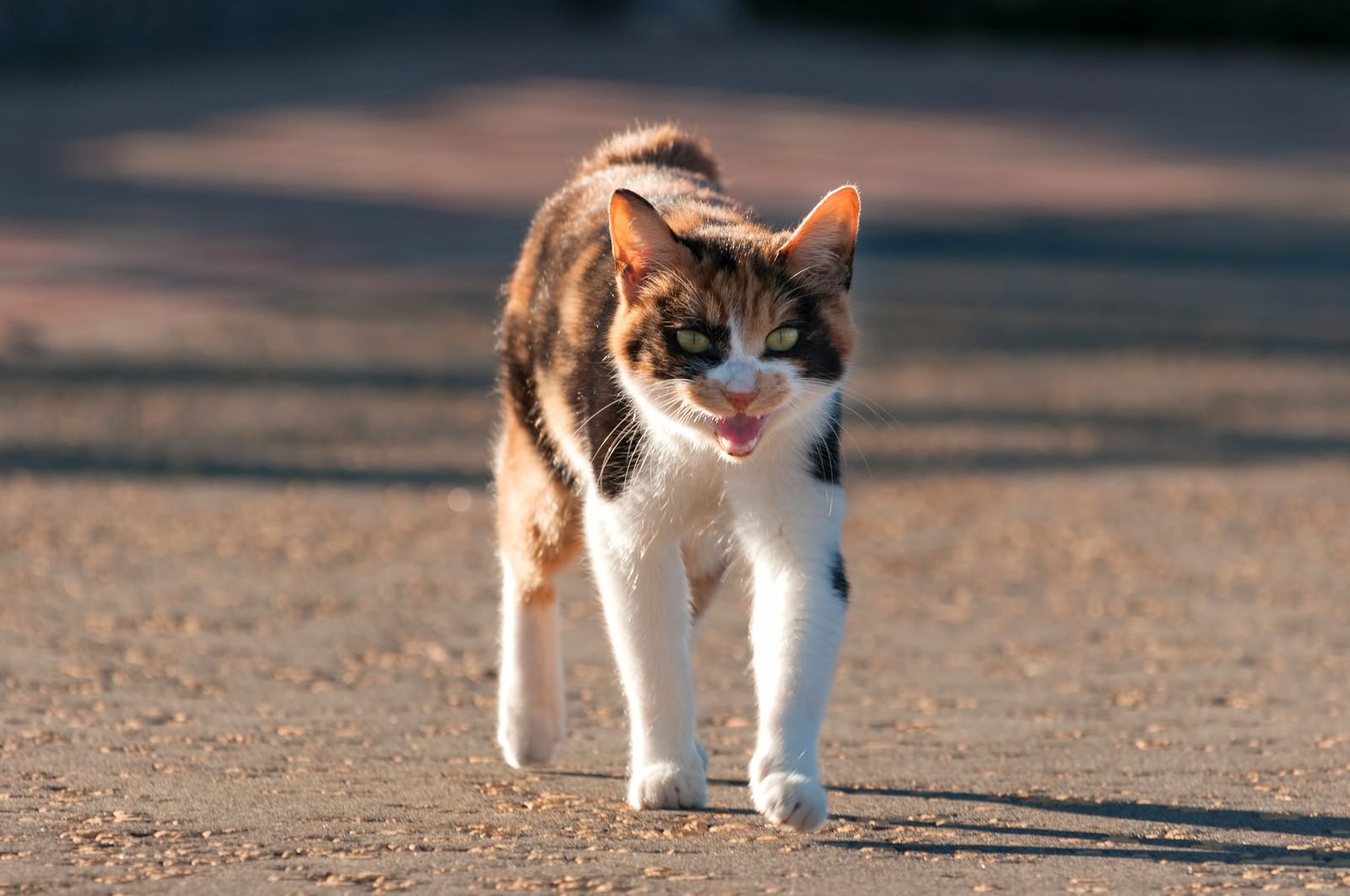 耳を伏せ牙を見せる威嚇する猫
