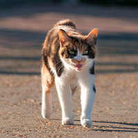 耳を伏せて牙を見せ低い声でうなる威嚇する猫の写真