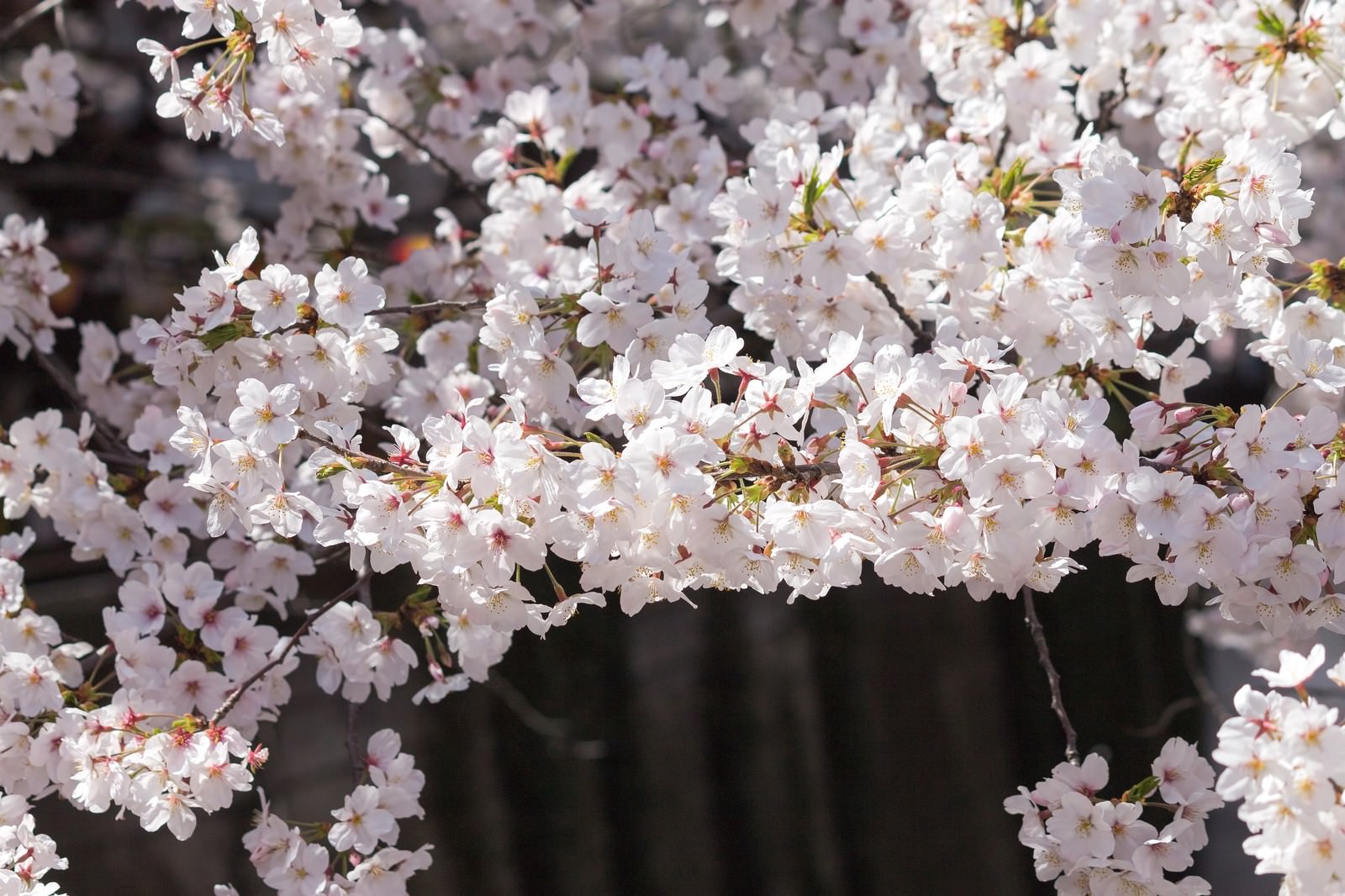両岸に桜が並ぶ河川の春景色