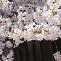 河川の両岸に桜の木がずらりと並ぶ春の花見風景の写真