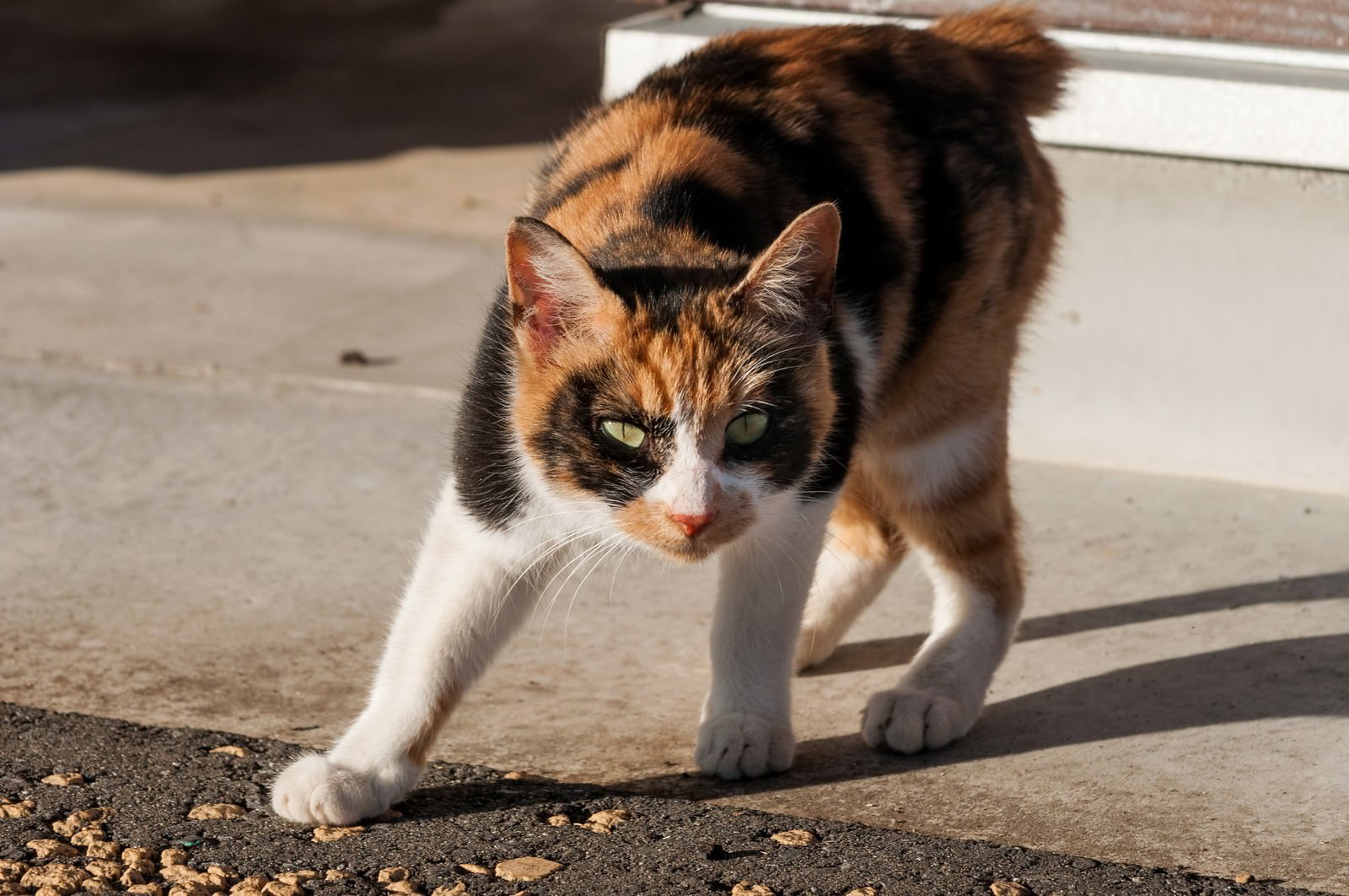 体を低くして警戒する猫