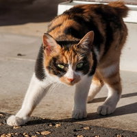 体を低くして大きな目でこちらを見据える警戒中の猫の写真