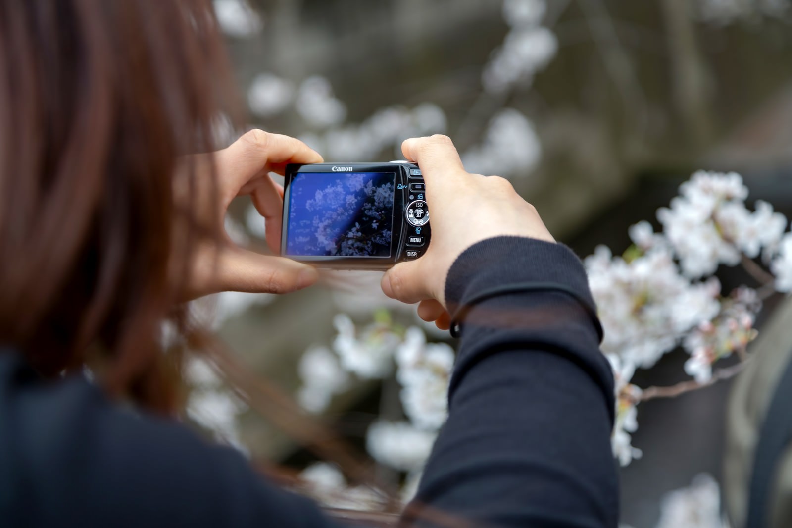 コンデジで桜を撮影する女性