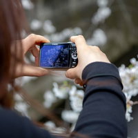 満開の桜の花にコンパクトデジカメを向けて撮影する女性の写真