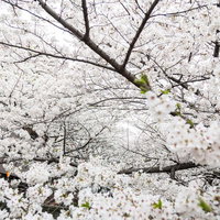 枝が見えないほど花びらが密集して咲く満開の桜の写真