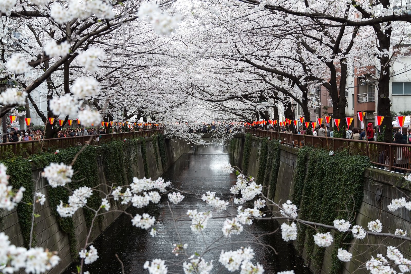 両端に桜が咲く春の並木道