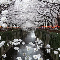 道の両端にピンクの桜が満開に咲き誇る春の並木道の写真