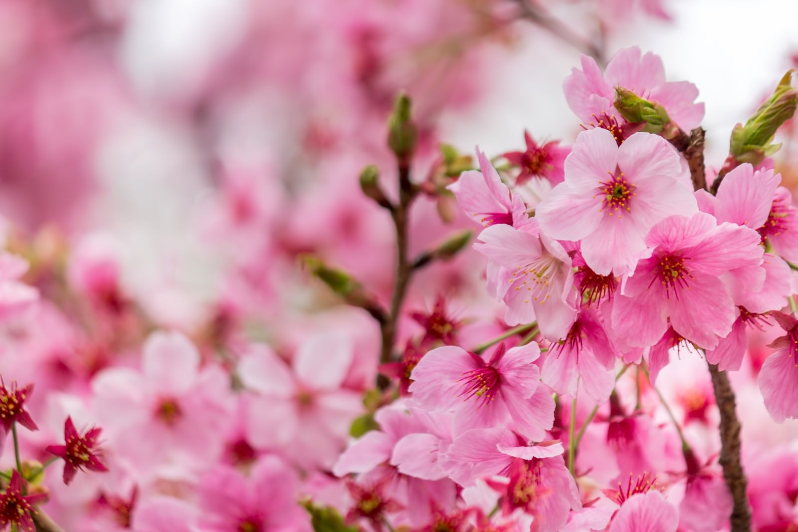 濃いピンクの桜の花が咲く枝