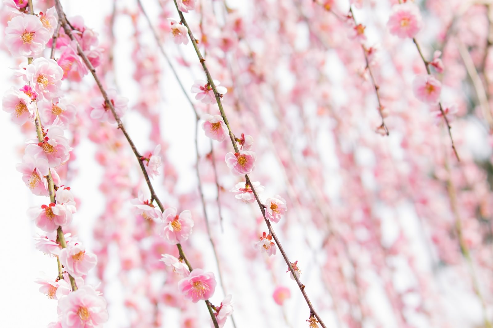 しだれ梅のピンクの花が咲く枝