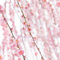 しだれ梅のピンクの花が咲く枝の写真