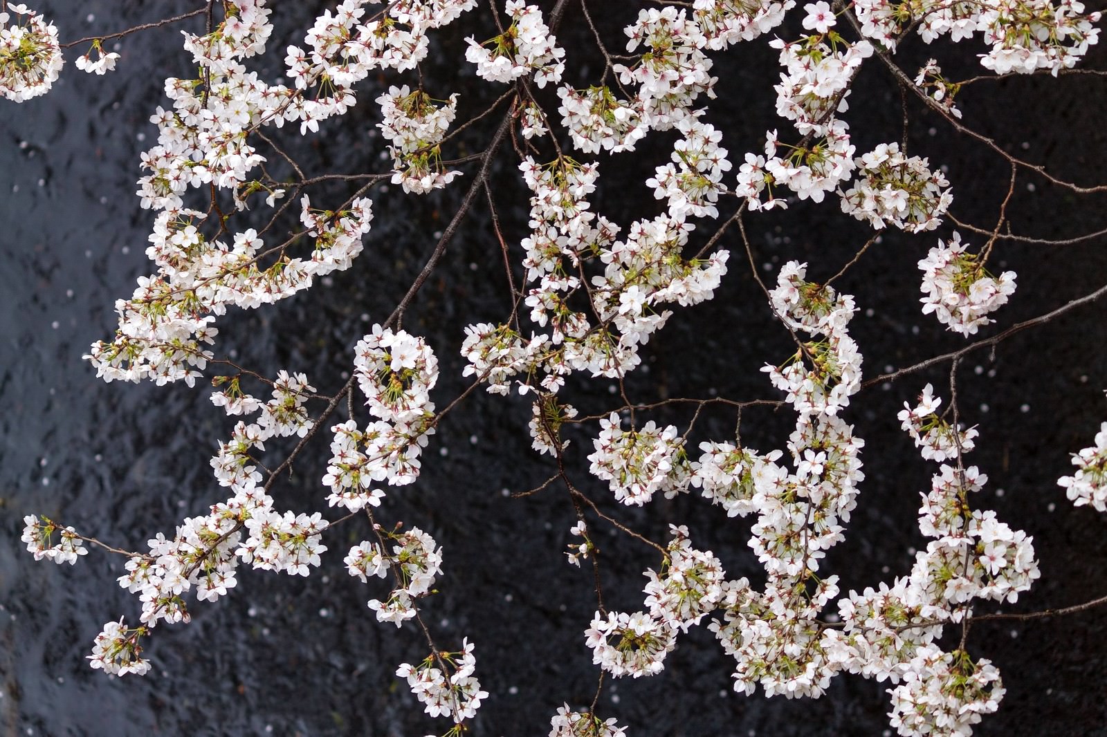 満開の桜と川面に散る花びら