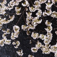 満開の桜並木と川面に散って流れるピンクの花びらの写真