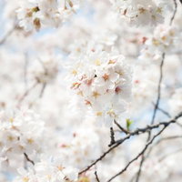ソメイヨシノの桜の花房の写真